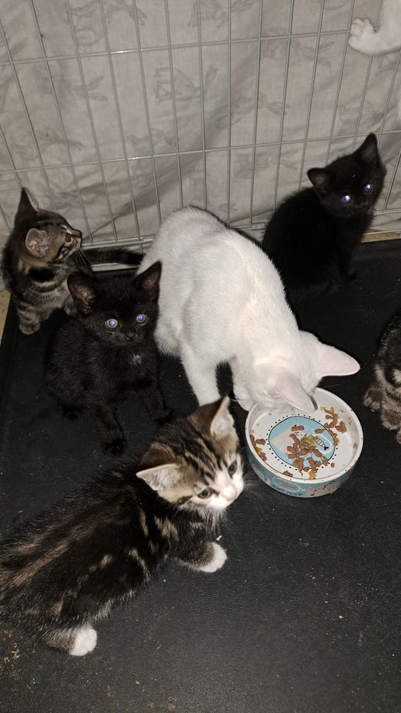 8 beautiful shorthair kittens