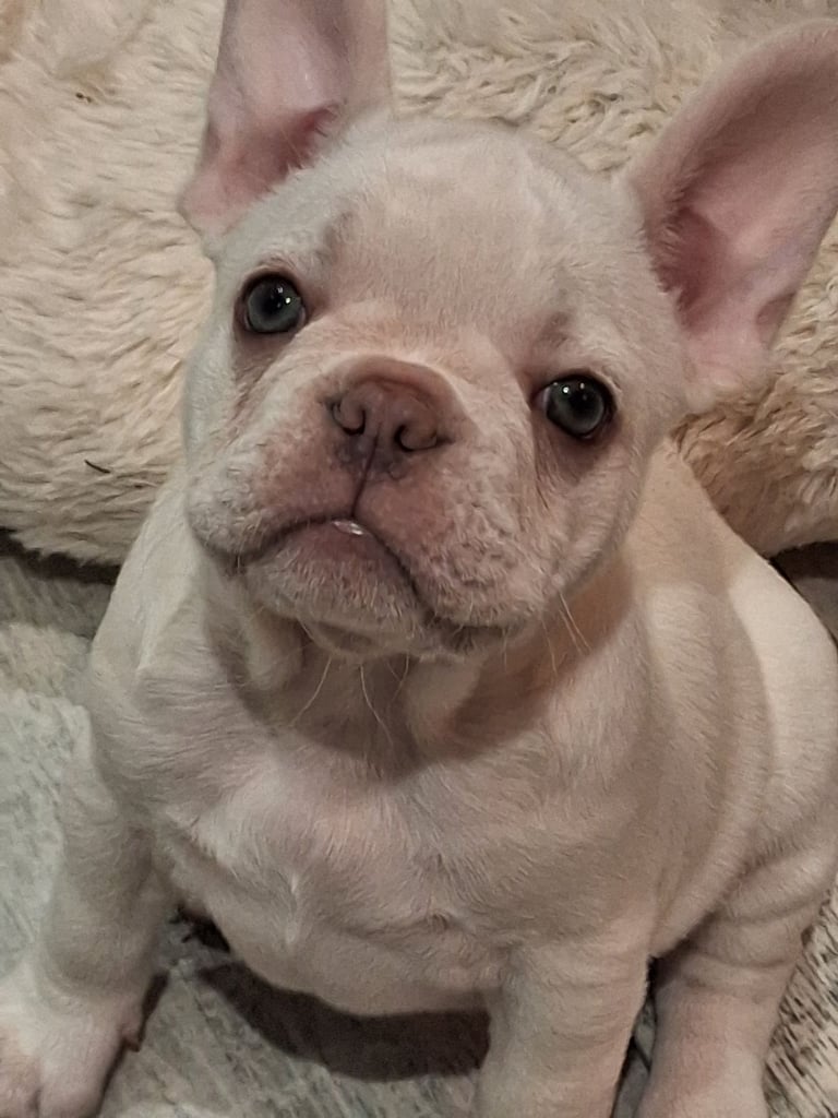 French bulldogs