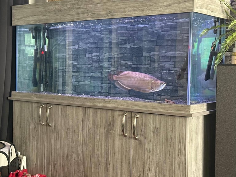 5ft fish tank with 2x fluval 407 filters uv light , nice tank led light collection le3 area 