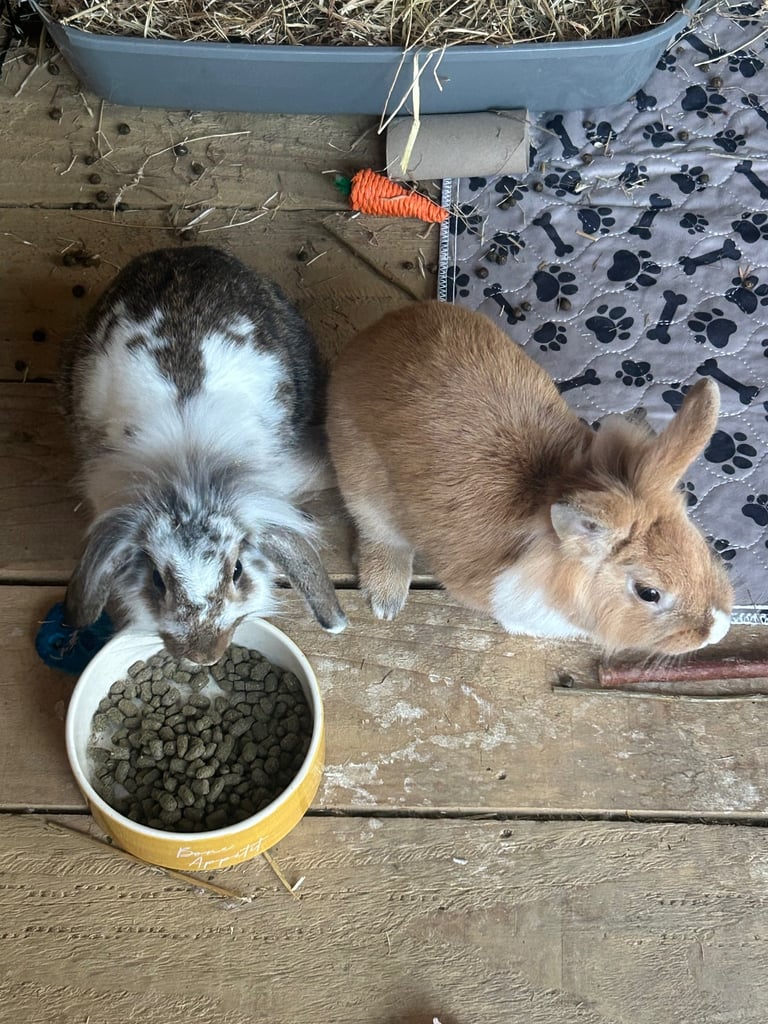 image for 2 bonded rabbits. 