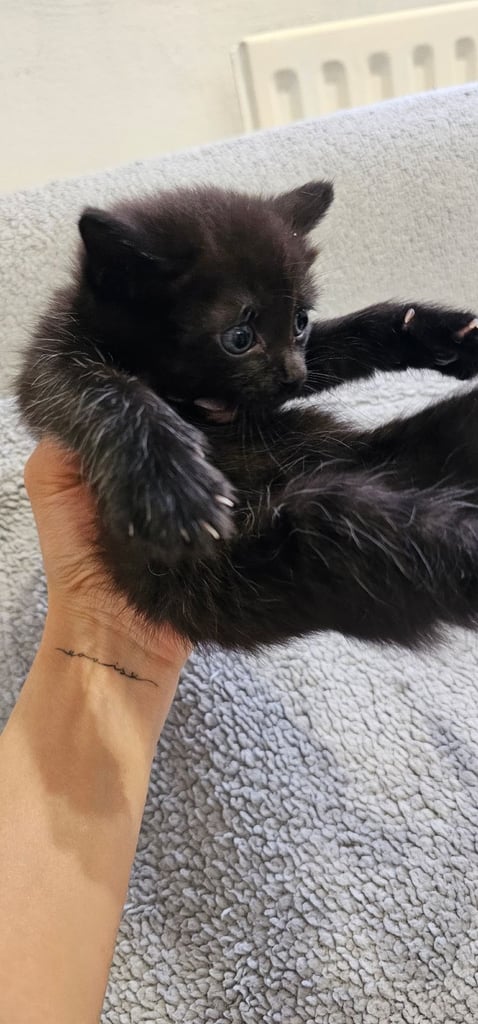 🐾 Adorable Black Kittens 🐾