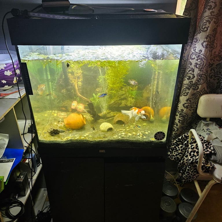 fish tank wanted please 