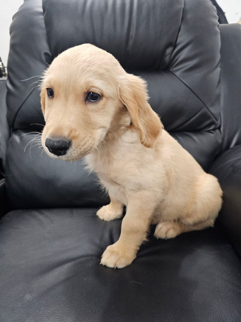 Golden reteiever puppy