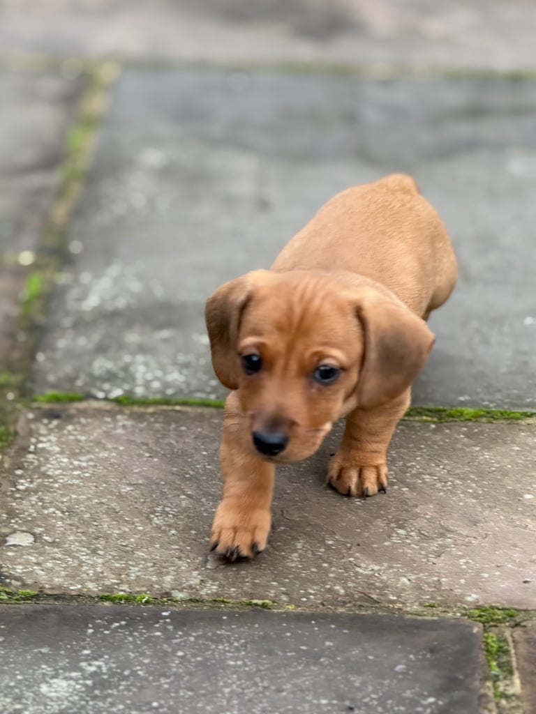 Daschunds puppy dog for sale (8 weeks old)  
