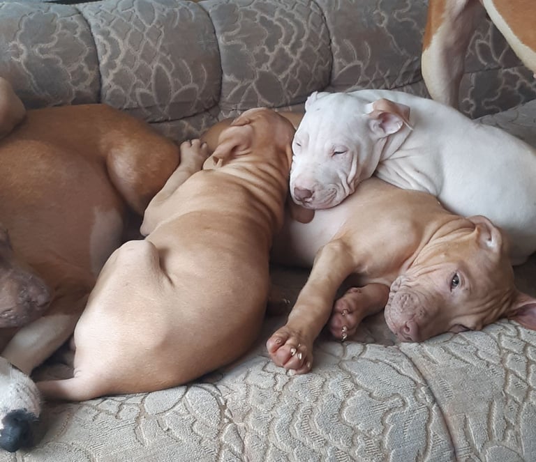 Presa cross puppies looking for homes 
