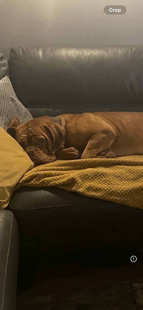 Dogue de Bordeaux cross  (female )
