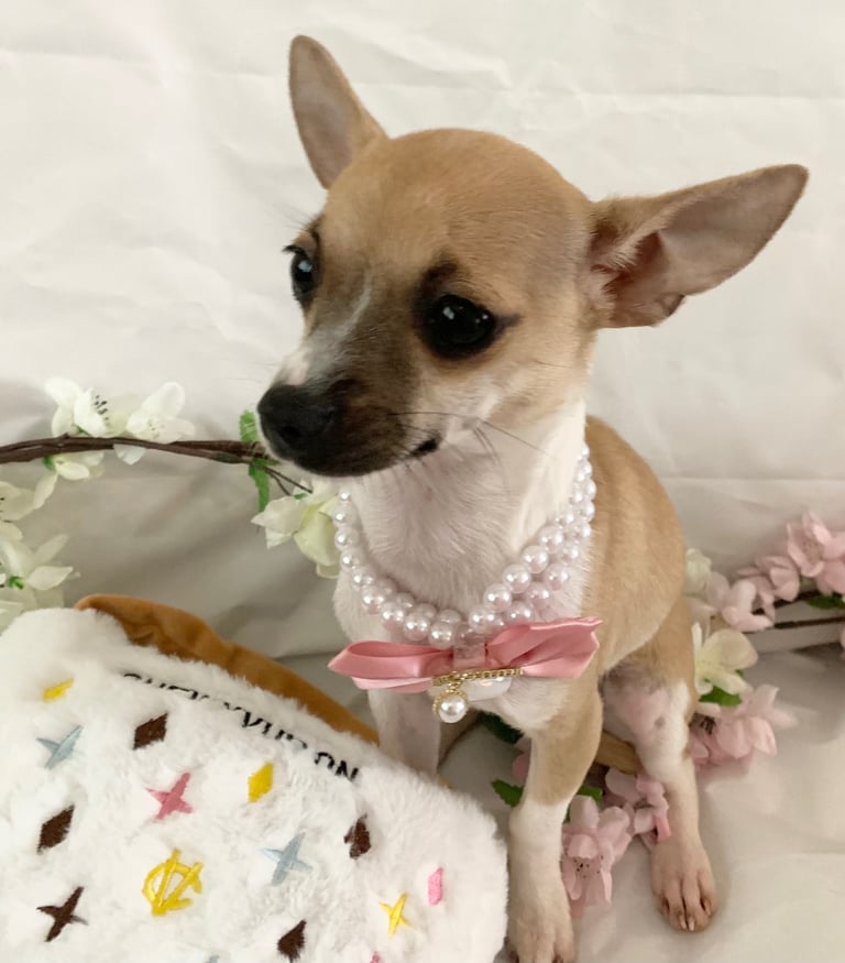 Tiny chihuahua girl 