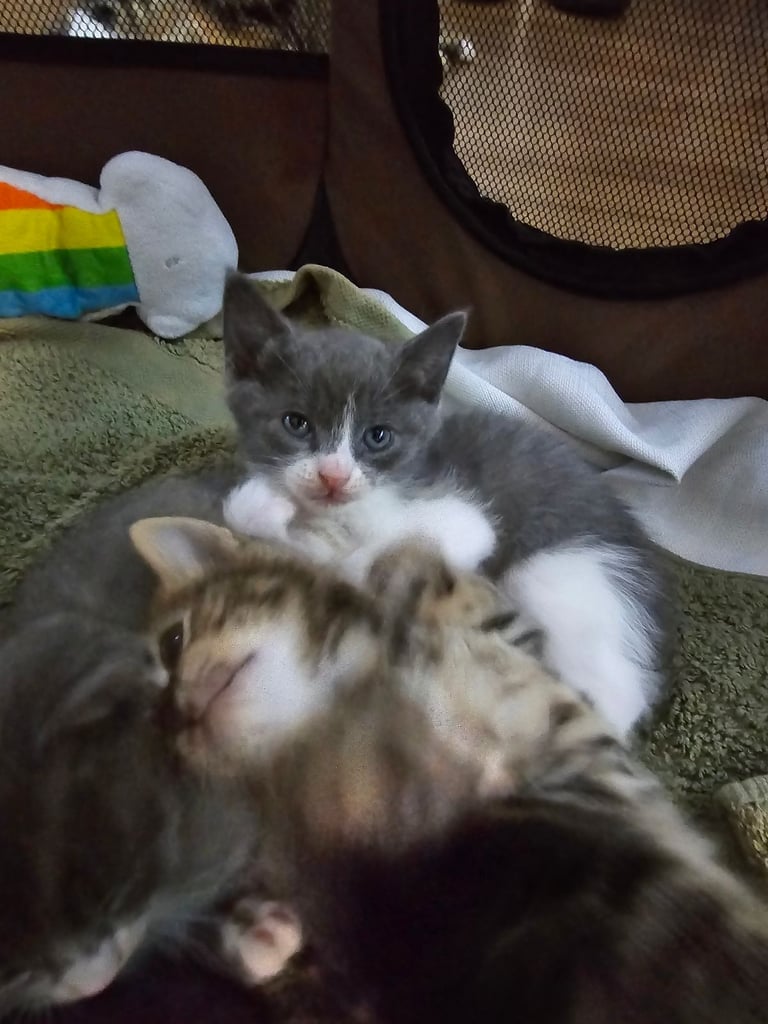 Girl Kittens For Sale