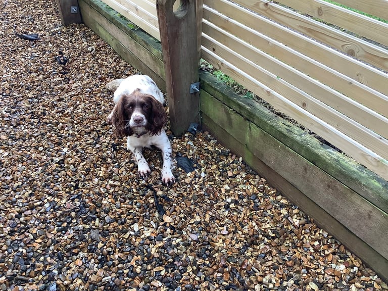 Springer Spaniel ( Girl )