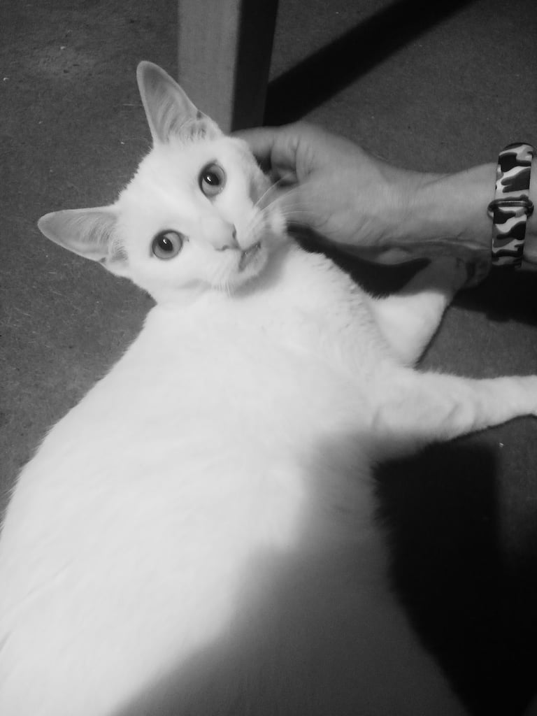 White cat lost in East Craigs