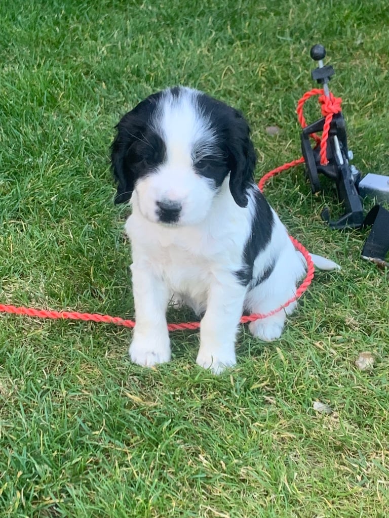 Cocker spaniel puppies 