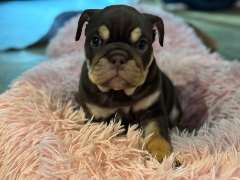 image for English Bulldog 