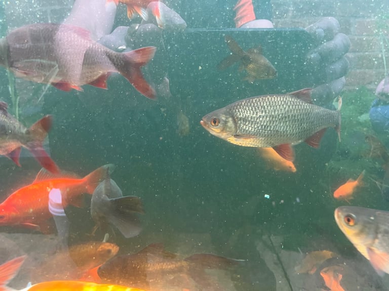 Goldfish & Rudd Job Lot £100, 100 Approx