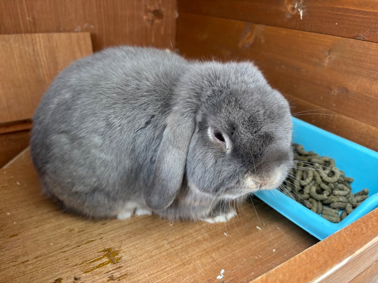 Mini Lop Rabbits