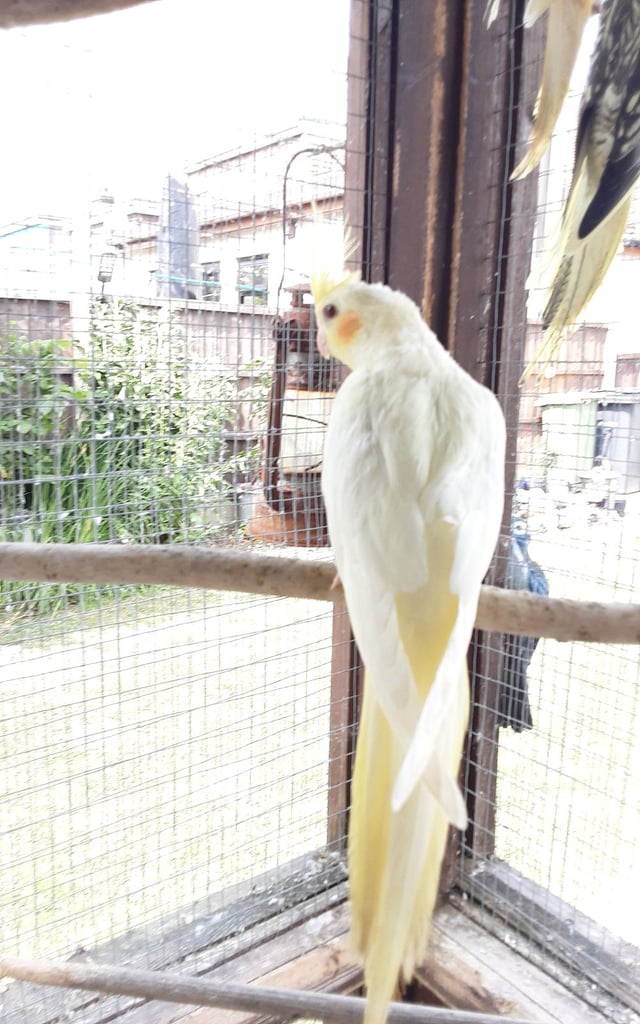 For sale a pair of cocktails 