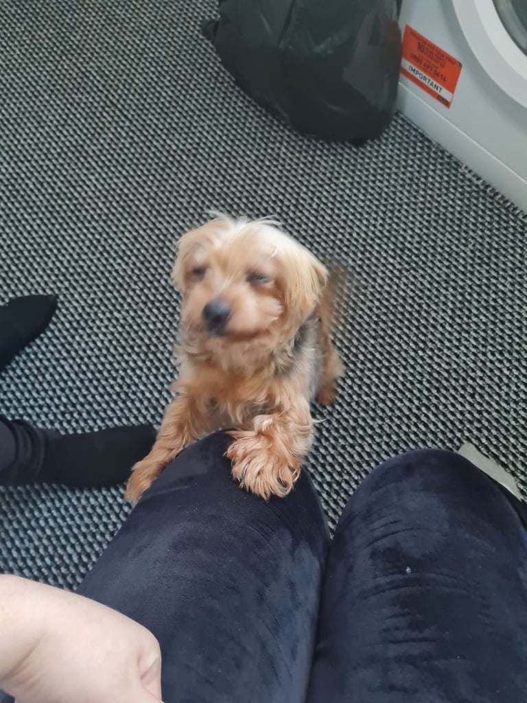 Yorkshire Terrier for sale 