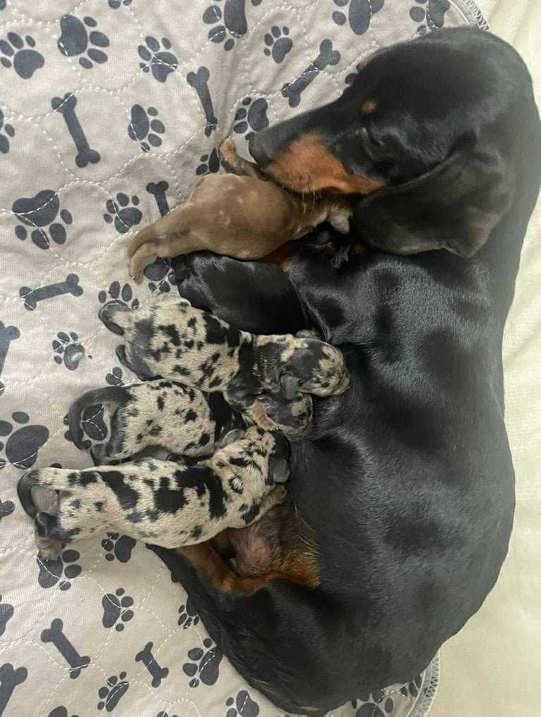 Beautiful Miniature Dachshunds 