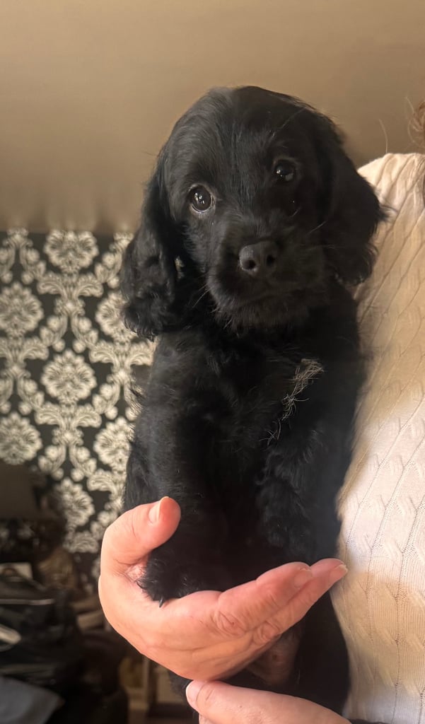 Labradoodle cross cockapoo puppy’s 