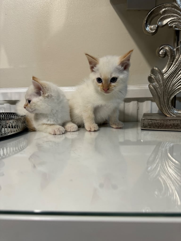 Flame point shorthair kittens 