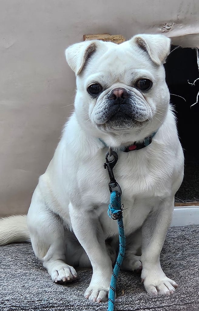 Male white Pug
