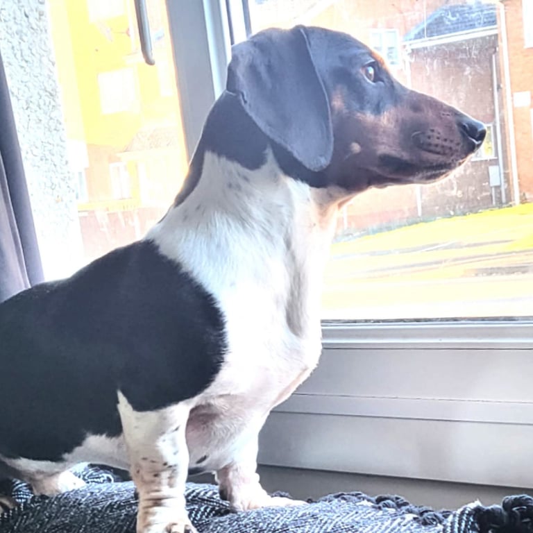 Beautiful miniature dachshunds, deposits being taken now