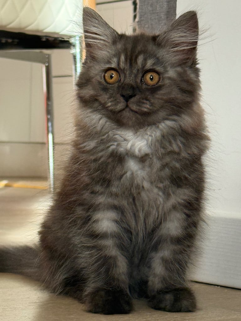 🐾 Adorable 4-Month-Old Persian Chinchilla Kitten – Vaccinated & Microchipped 🐾