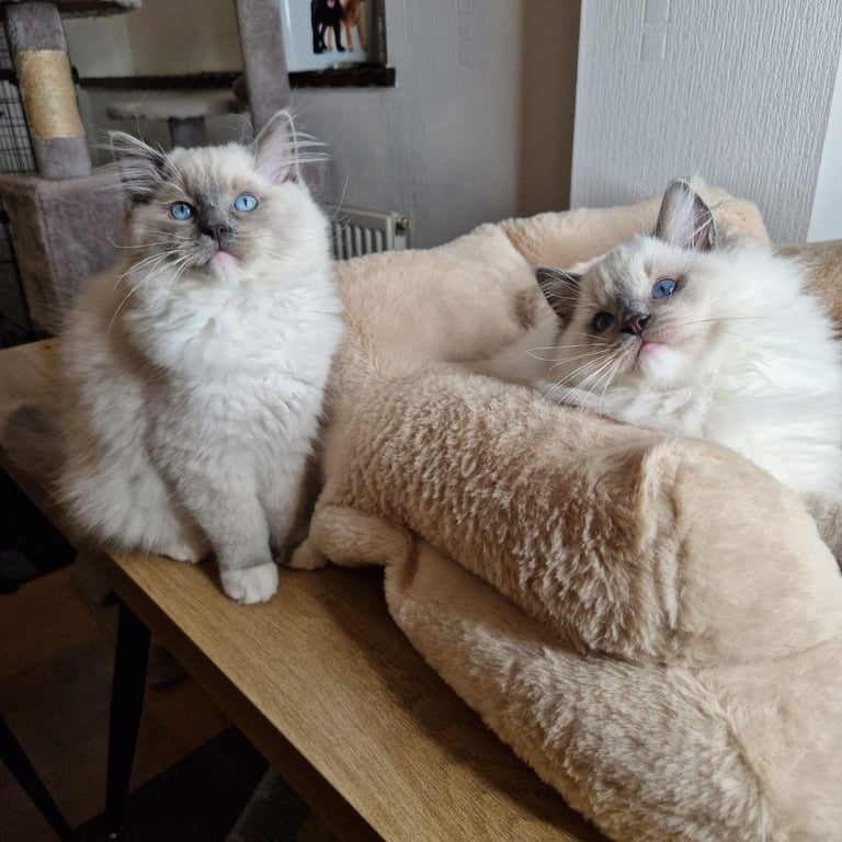 Ragdoll kittens