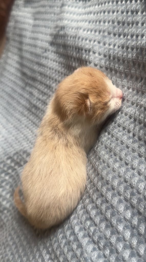 Kittens born 28/09
