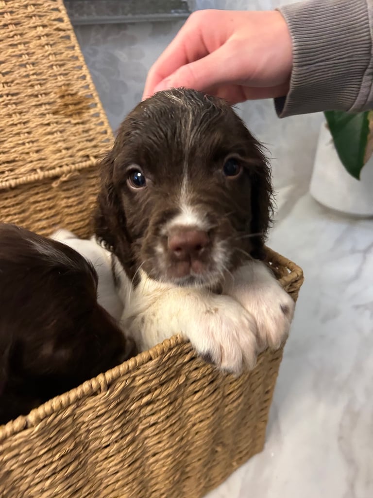 Ready now Kc reg male springer spaniels 