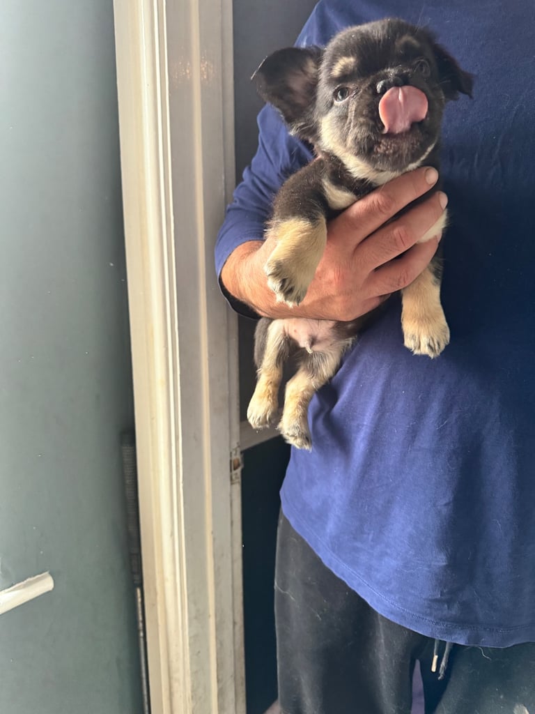 Beautiful Frenchbulldogs 