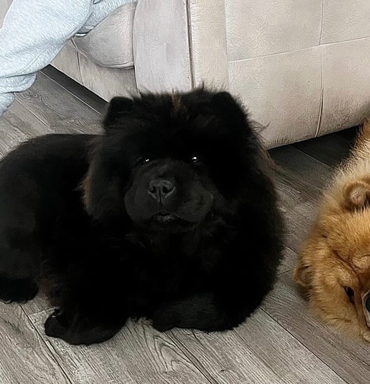 image for chow chow 