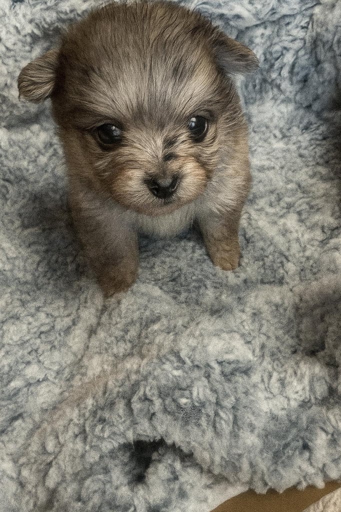 Very cute Pomeranian puppies 