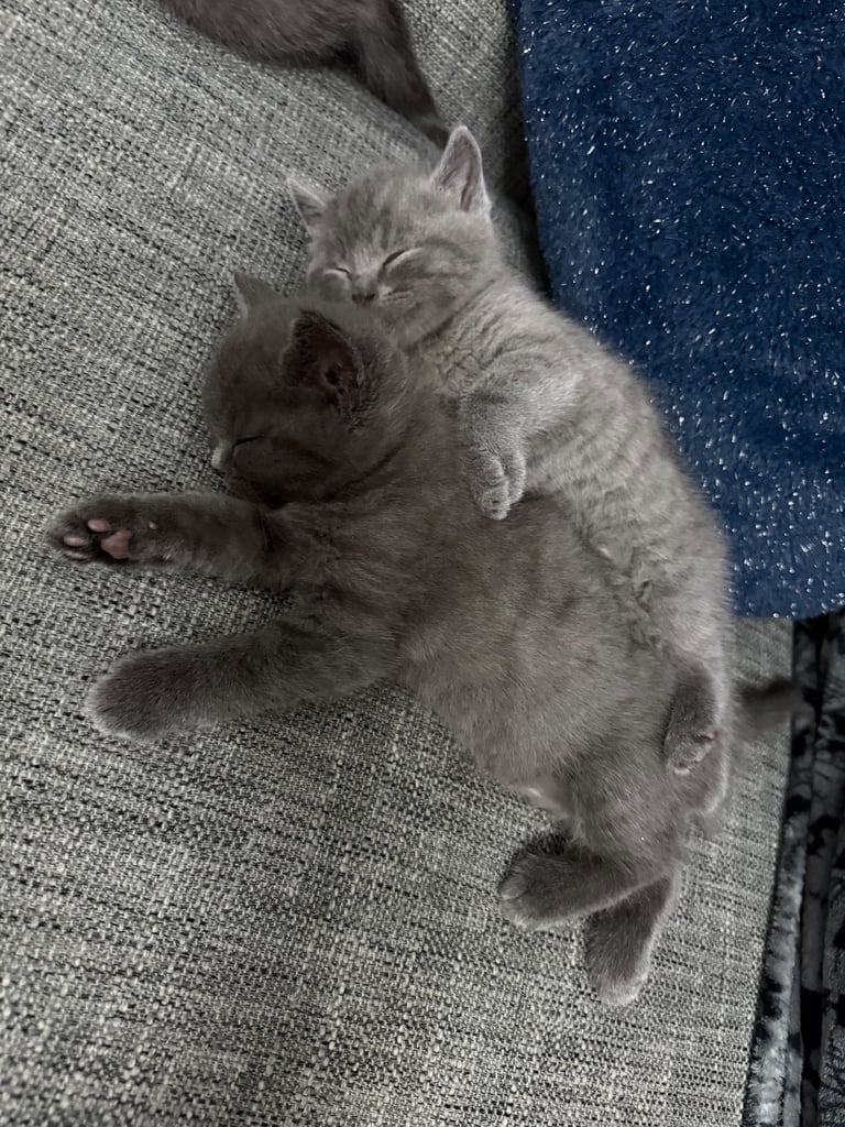 Ragdoll x British shorthair mix kitten 