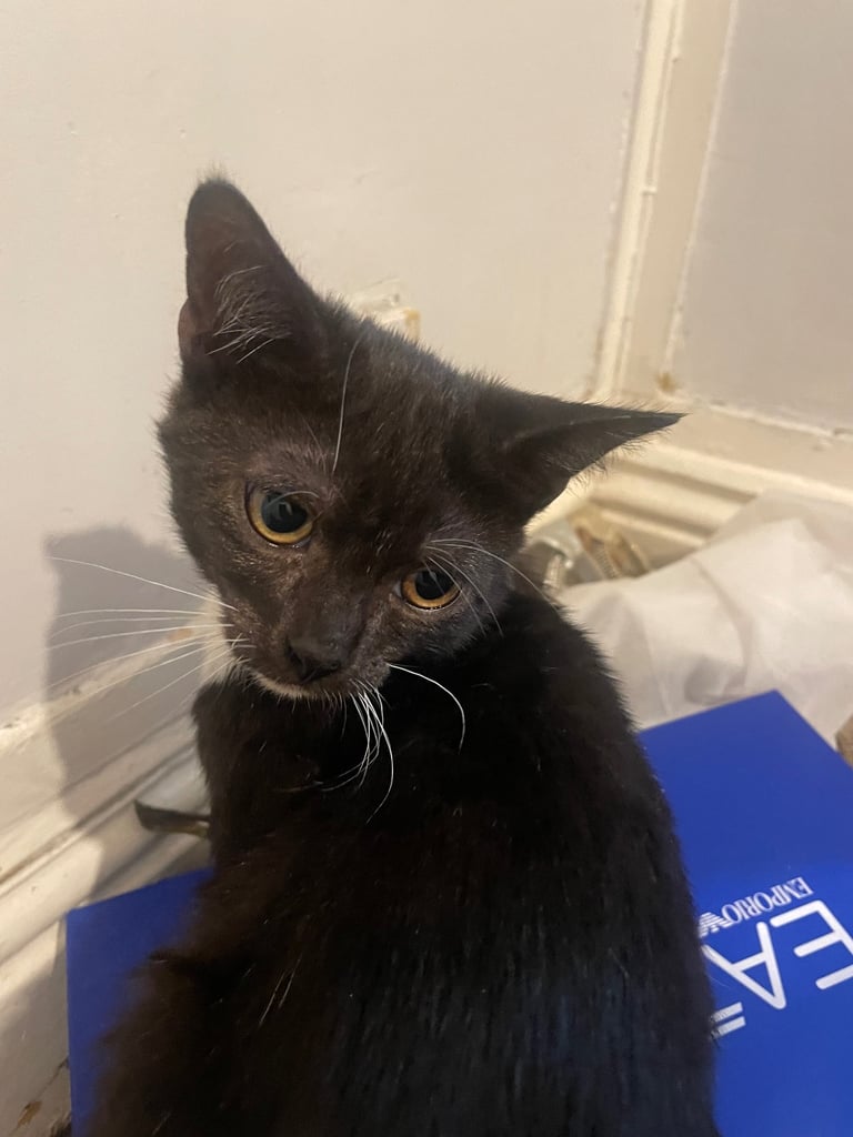 Tuxedo and tabby kitten