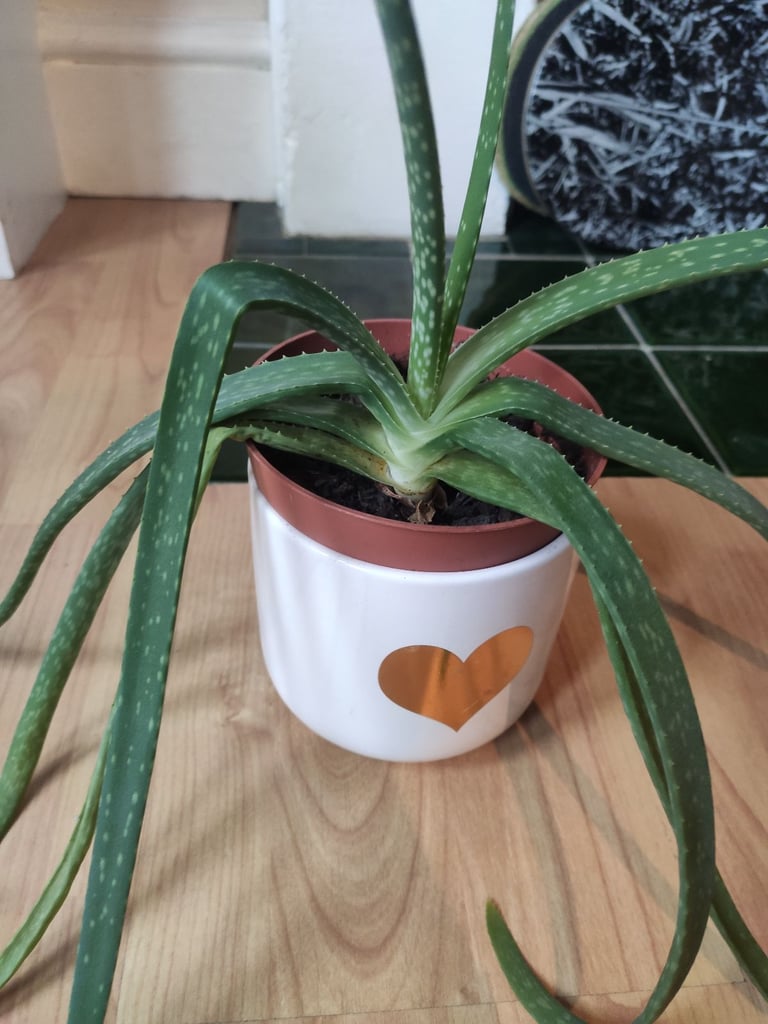 Aloe vera plant + plant pot