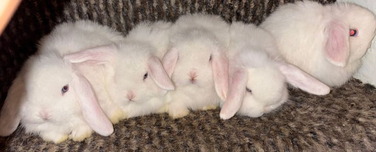 Mini lop rabbits