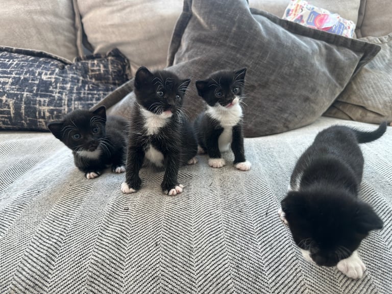 image for 4 Kittens for sale £150 each (Osterley)