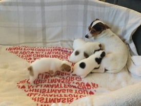 Jack Russell pups for sale 