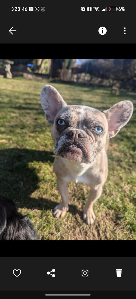 image for French bulldog 