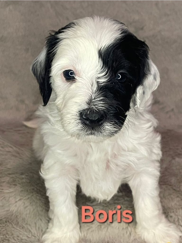 Adorable  F2 Cockapoo puppies