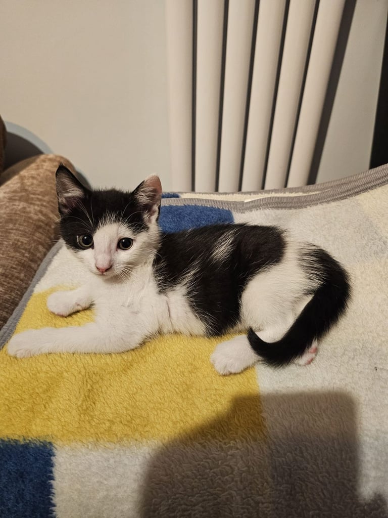 🐾 Adorable 3 male Kittens Ready for Their Forever Homes! 🐾