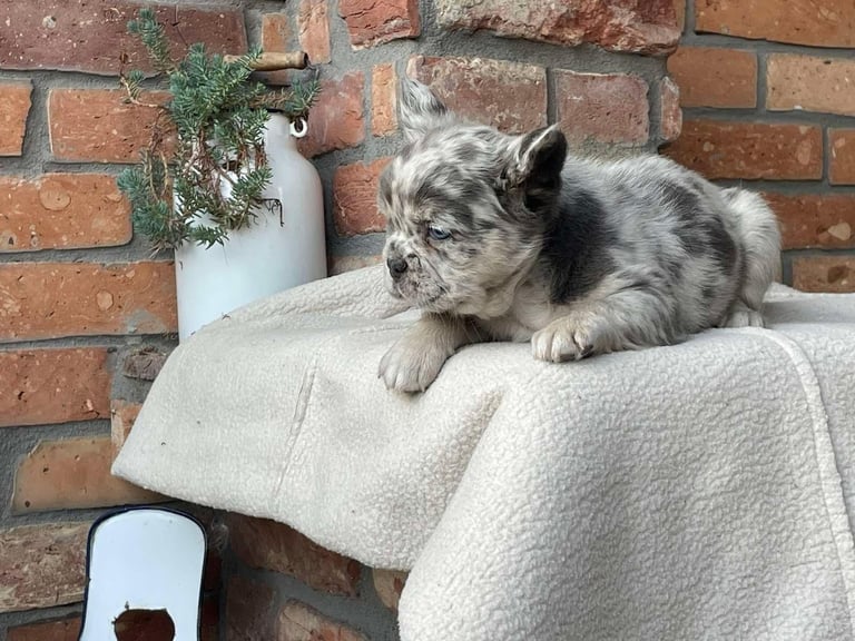 Fluffy French Bulldog Puppies