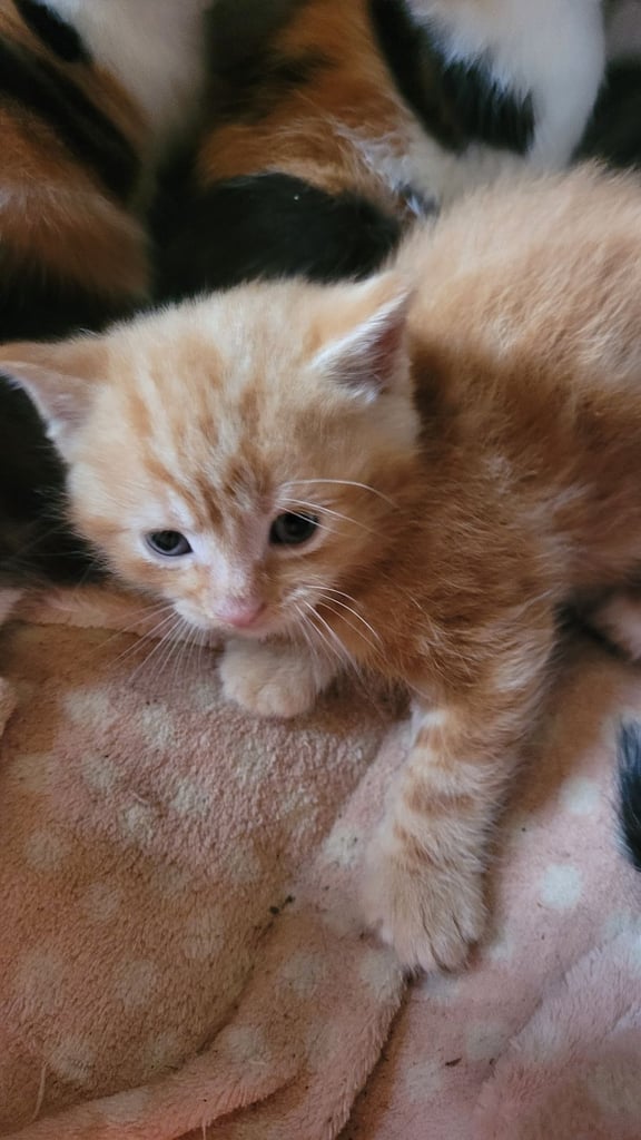 Beautiful kittens looking for their forever families 