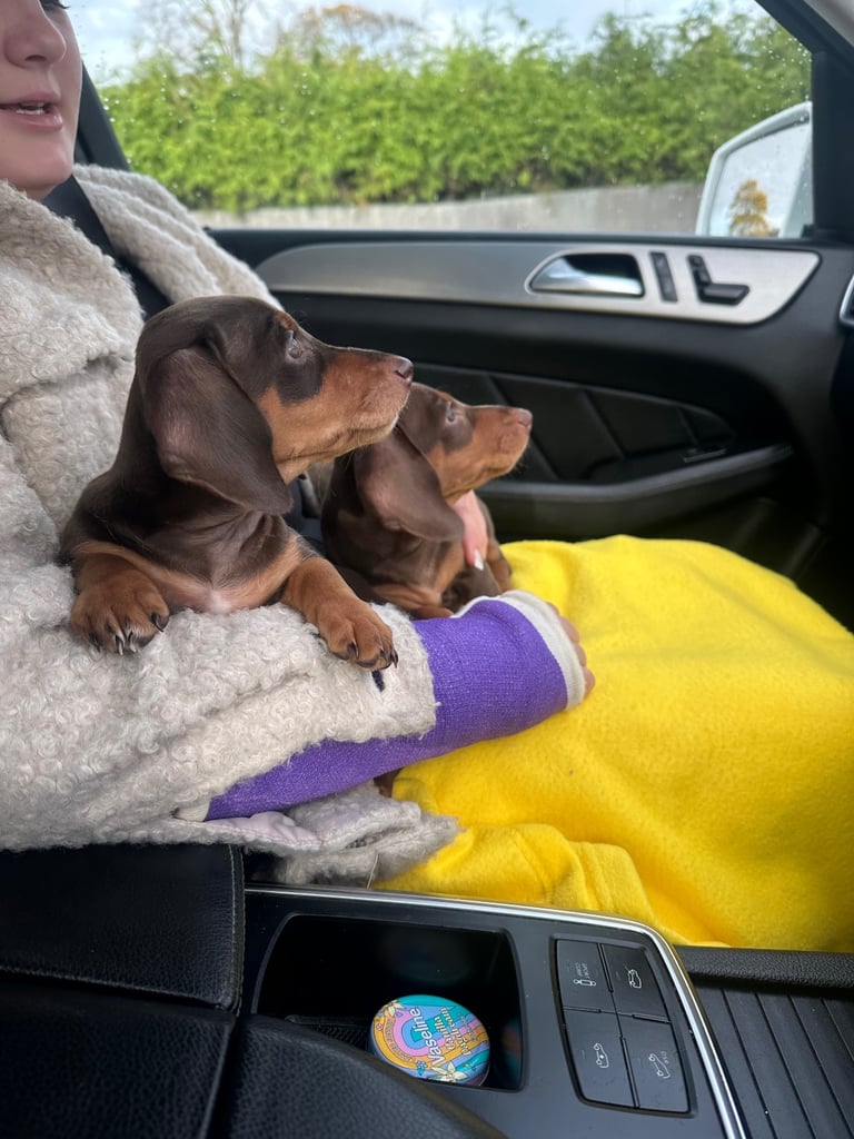 Minature dachshund puppy. 