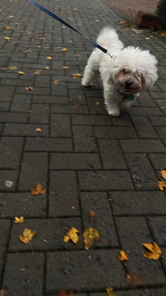 Maltese puppies for rehoming 