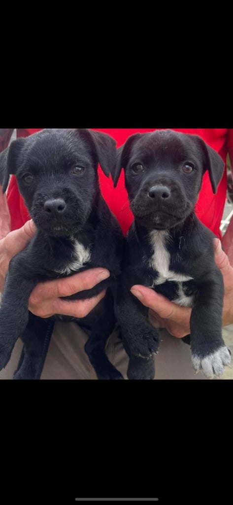 2 patterdale dog pups 