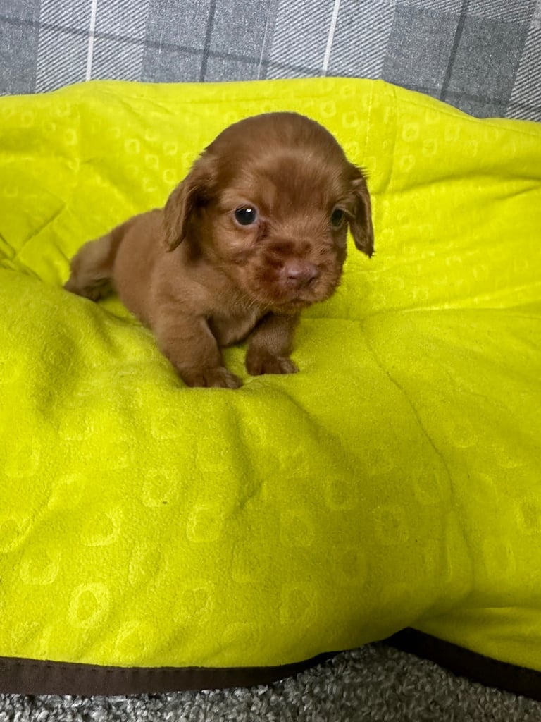 Cocker spaniel puppies field trial lines . 