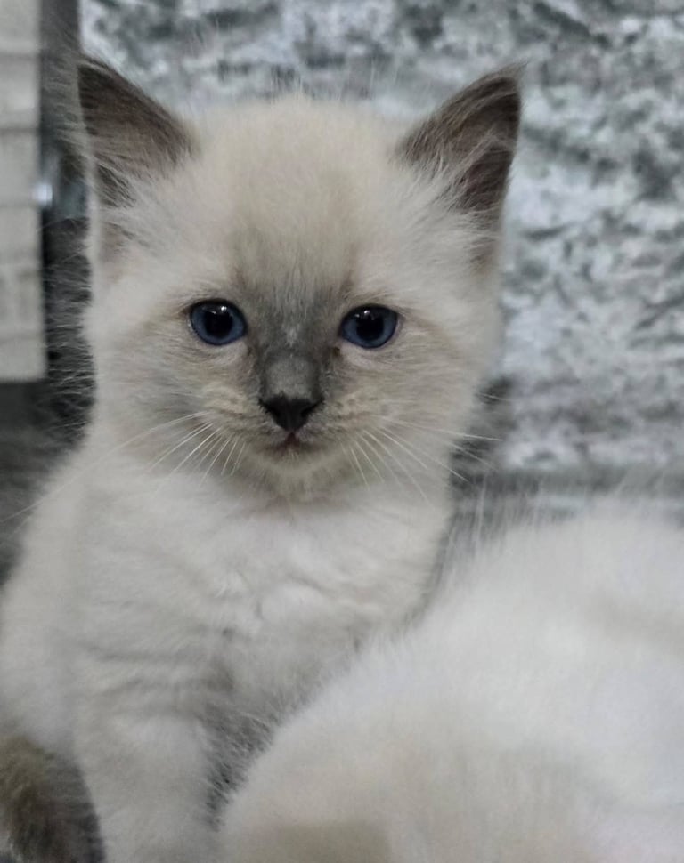 Stunning Ragdoll Male Kittens 