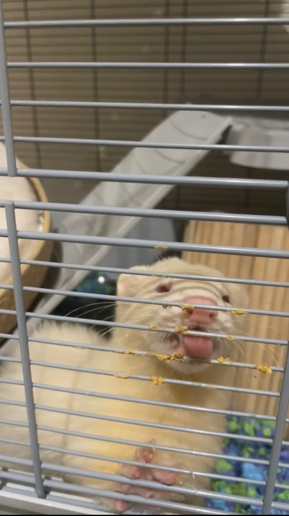 ALBINO MALE FERRETS (cage, food, cleaning products and toys included, hence the price)
