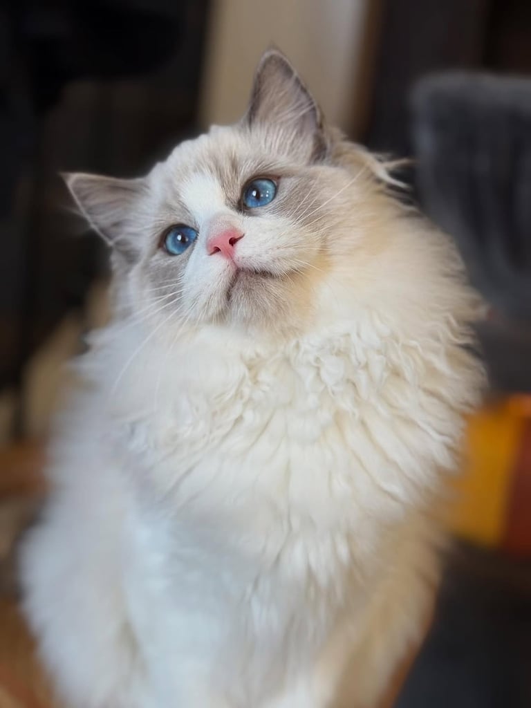 Available ragdoll kitten